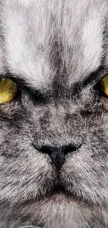 Close-up of a fierce cat with intense yellow eyes in a detailed wallpaper.