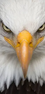 Close-up photo of a bald eagle's fierce face.