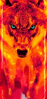 Fiery orange wolf with blue eyes mobile wallpaper.