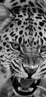 Fierce black and white leopard roaring, close-up view.