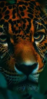 Close-up of a leopard's face surrounded by jungle foliage.