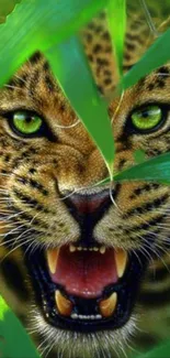 Fierce leopard with green eyes peering through jungle leaves.