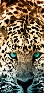 Leopard with blue eyes in nature wallpaper.