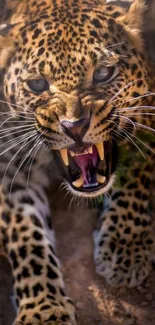 Fierce leopard with open mouth on mobile wallpaper.