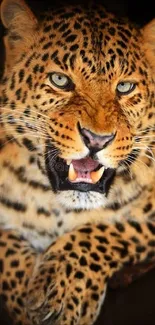 Close-up of fierce leopard showing teeth in dynamic texture.