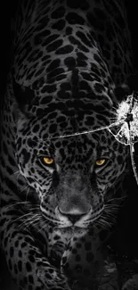 Leopard with piercing eyes in dark mobile wallpaper.