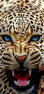 Close-up of a fierce leopard roaring with striking blue eyes.