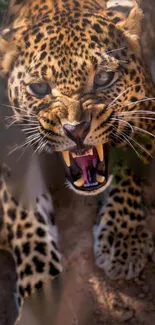 Close-up of a roaring leopard showcasing its fierce expression and spotted coat.