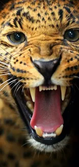 Close-up of a roaring leopard displaying fierce and captivating facial details.