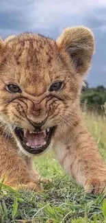 Fierce lion cub snarling on grass.