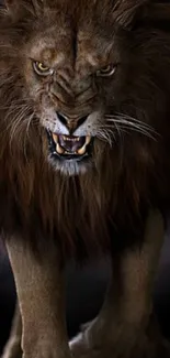 Fierce lion walking towards the viewer with a dark background.