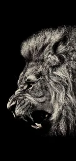 Fierce black and white lion wallpaper for mobile.