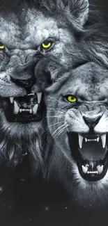 Fierce roaring lions with yellow eyes in grayscale wallpaper.