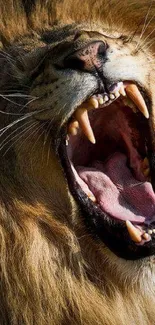 Fierce lion roaring with mouth open, showing powerful teeth and mane.