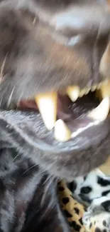 Close-up of a roaring panther with visible sharp white teeth.