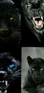 Fierce collage of black panthers snarling.