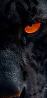 Black panther with intense orange eye close-up.