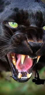 Close-up of a fierce roaring panther with green eyes.