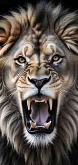 Roaring lion with a fierce expression in a dramatic close-up.