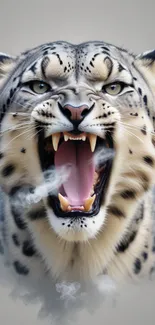 Fierce snow leopard with an open mouth, showcasing sharp teeth in detail.