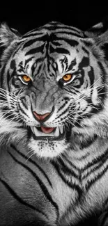 Majestic black and white tiger with striking amber eyes.