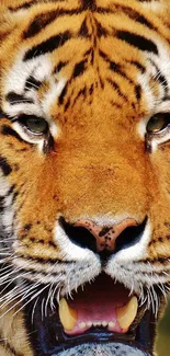 Close-up of a tiger's face showcasing its fierce expression.