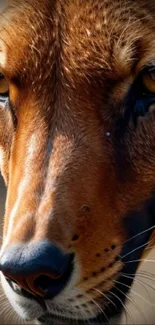 Close-up of tiger's fierce gaze in detailed brown tones.