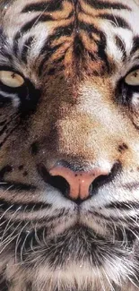 Close-up view of a fierce tiger's face with a striking gaze.