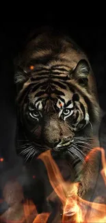 Majestic tiger walking through flames with dark background.