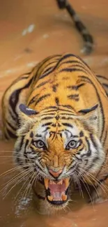 Fierce tiger growling in muddy water background.