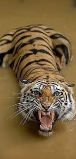 Fierce tiger swimming in river water, showing teeth and stripes.