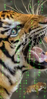 Roaring tiger with green matrix code background.