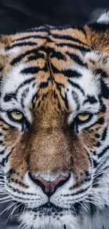 Close-up of a tiger face with fierce gaze and striking stripes.