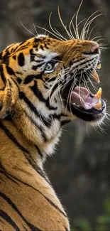 Close-up of a fierce tiger roaring with striking orange fur and black stripes.