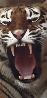 Fierce tiger roaring with mouth open, showcasing its powerful fangs.