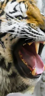 Close-up of a roaring tiger showcasing sharp teeth and fierce expression.