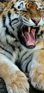 Roaring tiger with open mouth, showing sharp teeth.