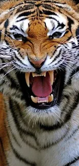 Fierce Bengal tiger roaring with an intense expression.