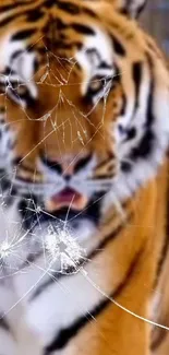 Fierce tiger with cracked glass effect on mobile wallpaper.