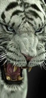 Fierce white tiger with blue eyes mobile wallpaper.