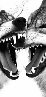 Black and white fierce wolf duo growling in unity.