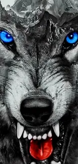 Wolf with blue eyes in mountain wallpaper