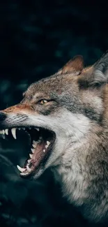 Fierce wolf with open jaws against dark forest background.