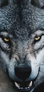 Fierce wolf with yellow eyes in detailed gray fur, mobile wallpaper.