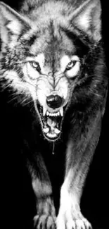 Black and white image of a fierce wolf snarling.