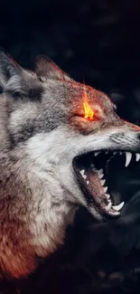 Fierce wolf with fiery eyes in dark forest wallpaper.