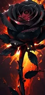 Black rose with fiery background design.