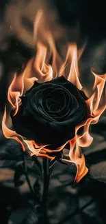 Black rose with flames creating a dramatic effect.