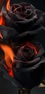 Black roses engulfed in dramatic flames.