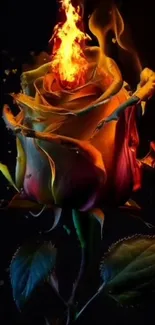 A burning rose with vibrant flames on a dark background wallpaper.